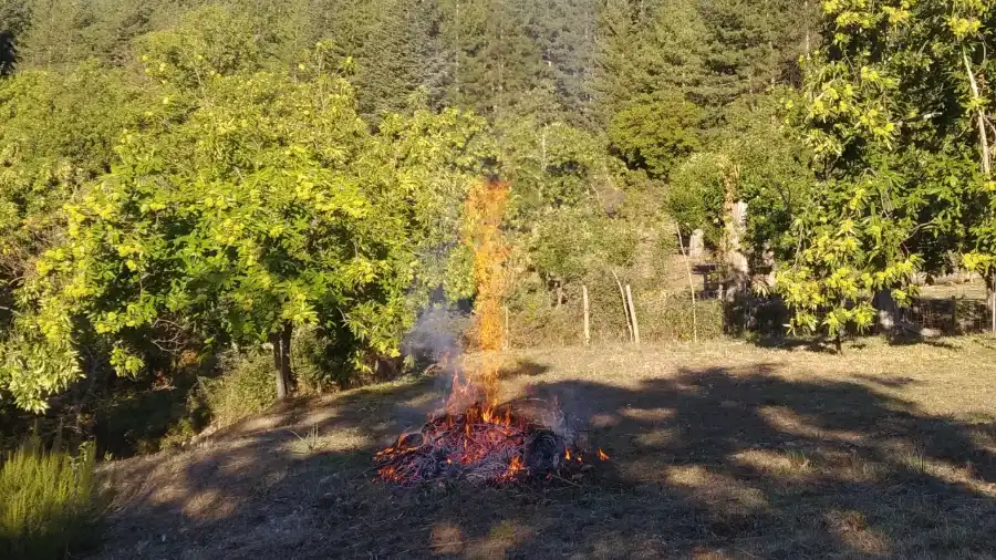 Pirodiserbo