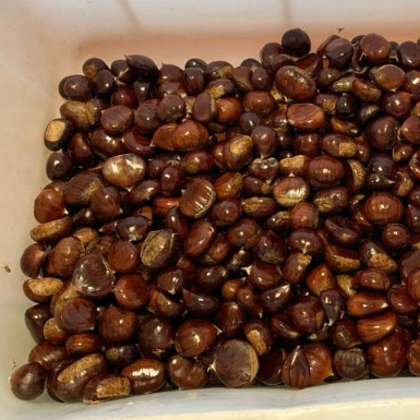 castagne in una vasca